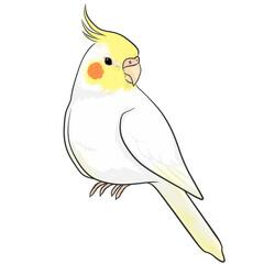 オカメインコ