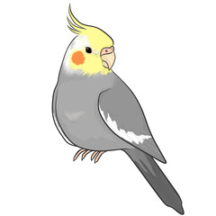 オカメインコ