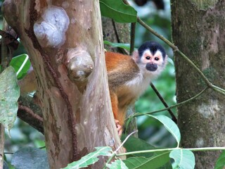 squirrel monkey in tree