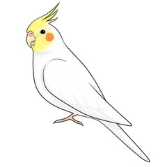 オカメインコ
