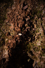 Frosty Bonnet Fungi - Mycena ascenders