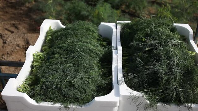 Plastic boxes with freshly harvested organic dill on vegetable farm. Harvest time. High quality FullHD footage