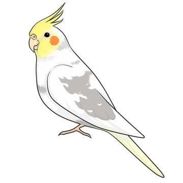 recommend clip art: オカメインコ