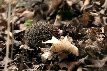 Igel auf Futtersuche im Blätterhaufen