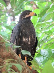 common black hawk  in a tree