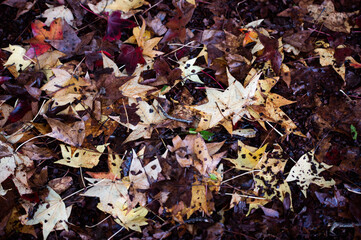 autumn leaves background