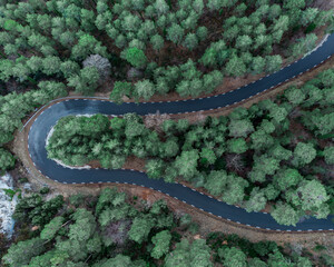 Road into the forest