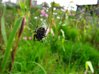 Exotic poison and dangerous spider macro view in a natural garden.