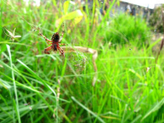 Exotic poison and dangerous spider macro view in a natural garden.