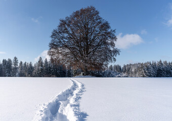 snow covered trees