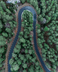 Road into the forest