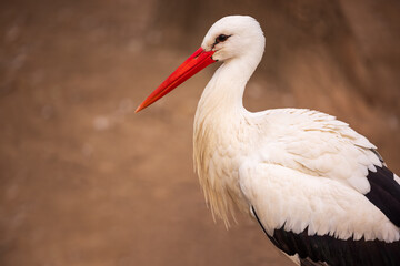 Stork in a zoo garden, animal park