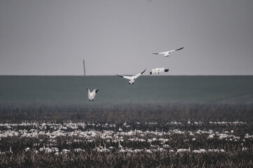 Snow goose  in flight