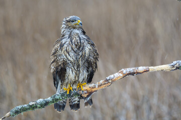 Buzzard in the snow and rain