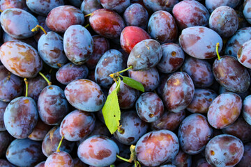 Ripe plums. Plums with a few leaves. Close up of fresh plums, top view. Macro photo food fruit plums. Texture background of fresh blue plums. Image fruit product. D'Agen French prune plum.