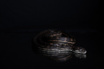 Carpet Python - Morelia Spilota