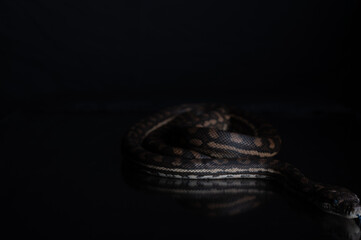 Carpet Python - Morelia Spilota