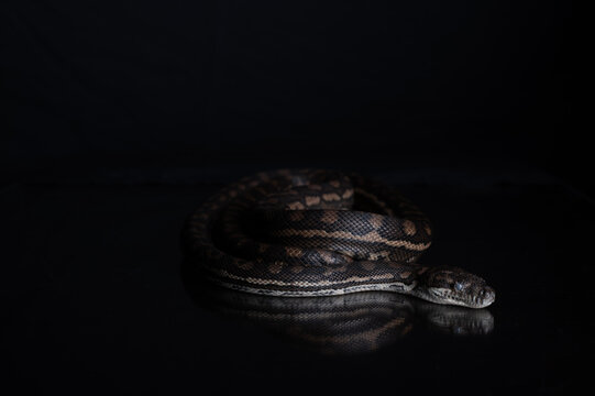 Carpet Python - Morelia Spilota