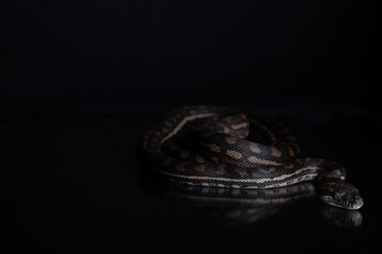 Carpet Python - Morelia Spilota