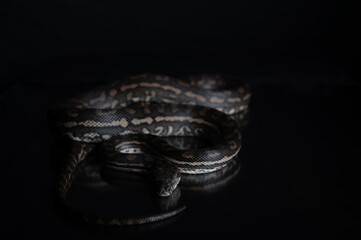 Carpet Python - Morelia Spilota