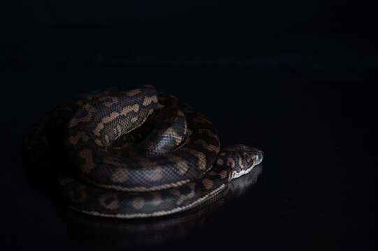 Carpet Python - Morelia Spilota