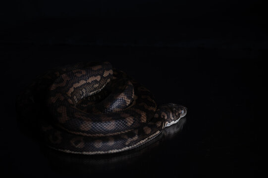 Carpet Python - Morelia Spilota