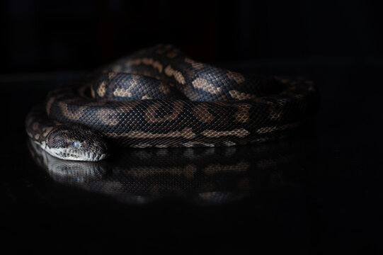 Carpet Python - Morelia Spilota