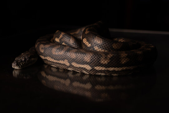 Carpet Python - Morelia Spilota