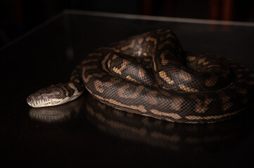 Carpet Python - Morelia Spilota