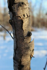Naklejka premium Cracked bark on a tree in the woods in winter.