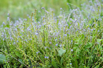 Myosotis stricta, strict forget-me-not and blue scorpion grass blue flowers of ingreen field with flowers of same species.