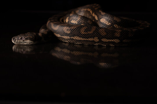 Carpet Python - Morelia Spilota