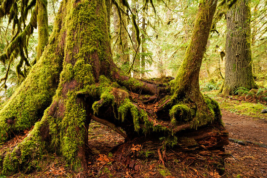Mostly Rotted Nurse Log in the Salmon-Huckleberry Wilderness, Oregon, Taken in Winter