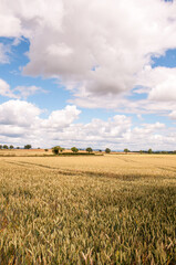 Wheat field and sky