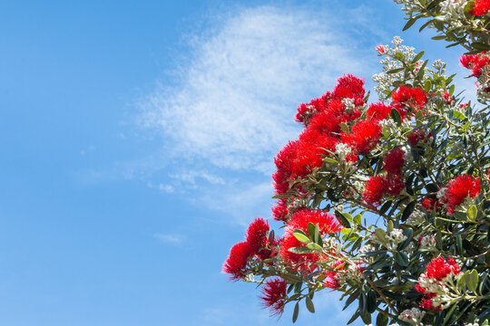 Pohutukawa - New Zealand Christmas tree with bright red flowers in bloom against blue sky background