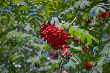 Rowan branch with a bunch of red ripe berries. Sorbus aucuparia tree closeup on sky background.