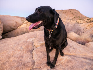 Black labrador retriever climbing among boulders in Yucca Valley, California desert