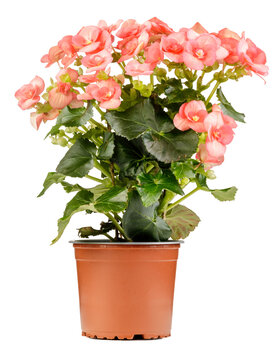 The Pink begonia flower is plant in a brown flowerpot on white background.