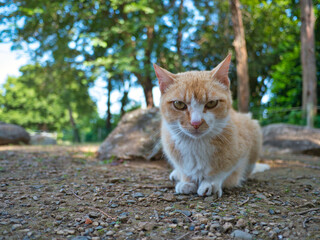 公園の野良猫-3