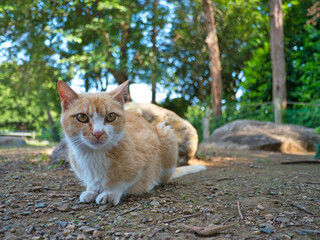 公園の野良猫-2
