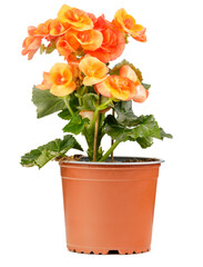 Orange Begonia, flowers in a brown pot , Begonia Tuberhybrida on white background