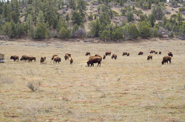 Herd of Bison or American Buffalo in high plains field in Utah