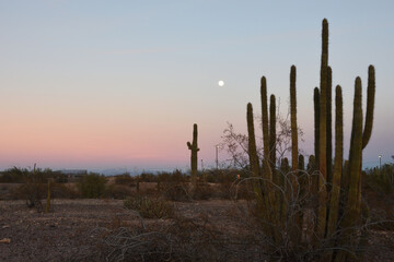 Organ pipe cactus in desert with moon in the sky at sunset the day after rare weather winter storm in Phoenix, Arizona, USA.  Mountain with snow in the background.