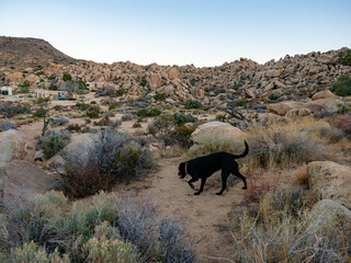 Fototapeta na wymiar Black labrador retriever climbing among boulders in Yucca Valley, California desert