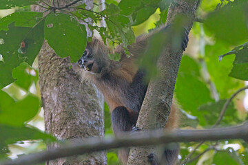 Geoffroys spider monkey in a Rain Forest Tree