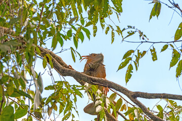 Male Iguana Displaying in a Rain Forest Tree
