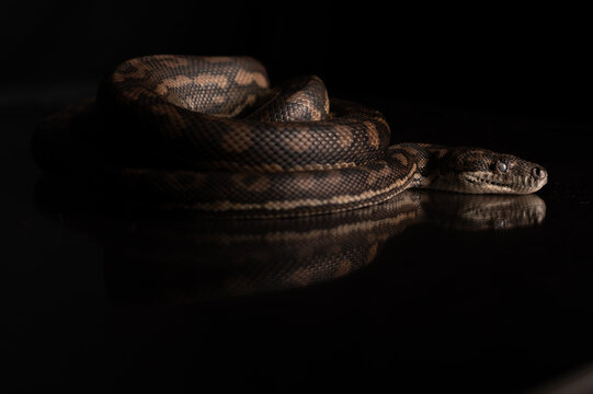 Carpet Python - Morelia Spilota