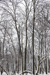Fototapeta premium Snow covered trees in the wooded forest during a snowstorm 
