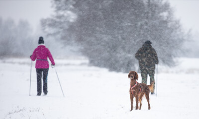 couple walking in winter park, dog in snow, setter Irish, Poland 