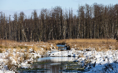 stream in the field in winter, field covered with snow in Poland